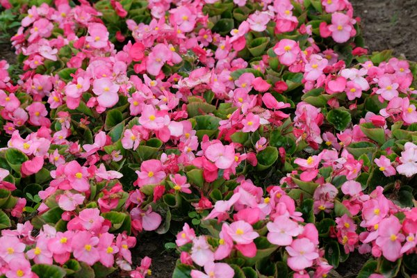 Astuces incontournables pour chouchouter votre maison et jardin